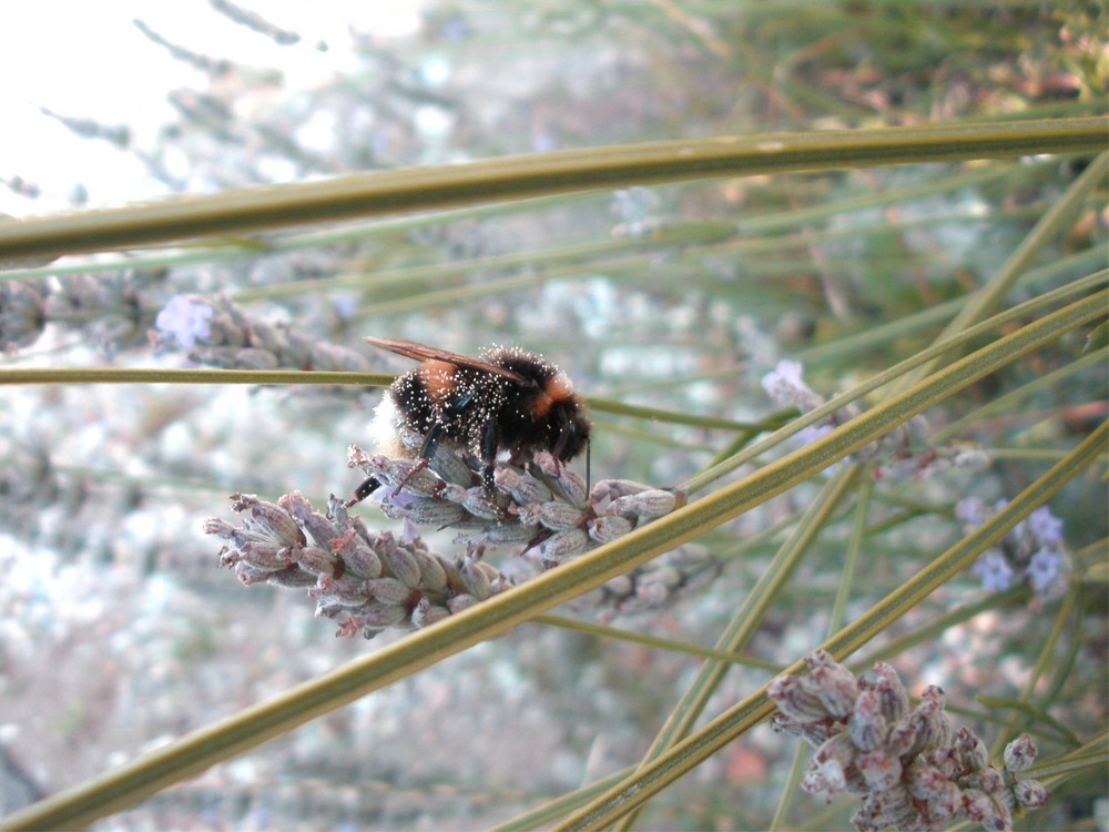 Schlafende Hummel