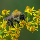 schlafende Hummel