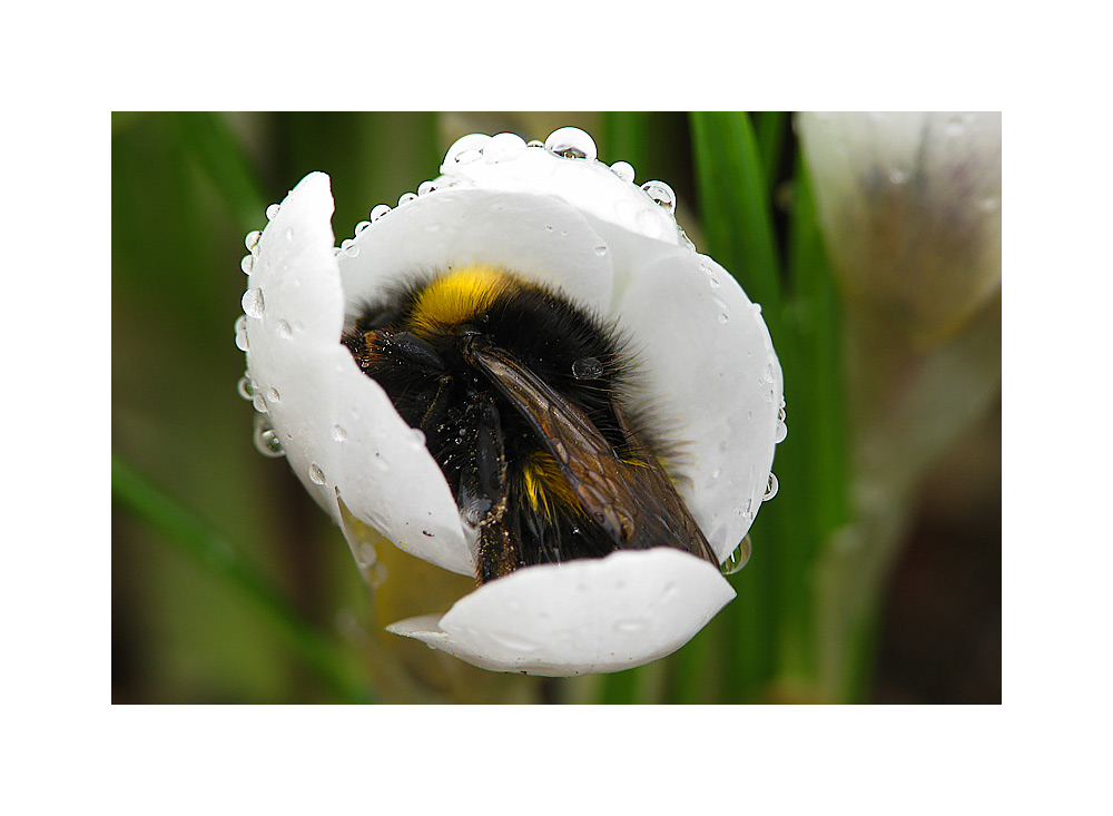 Schlafende Hummel im weißen Krokusbett - Bild & Foto von ...