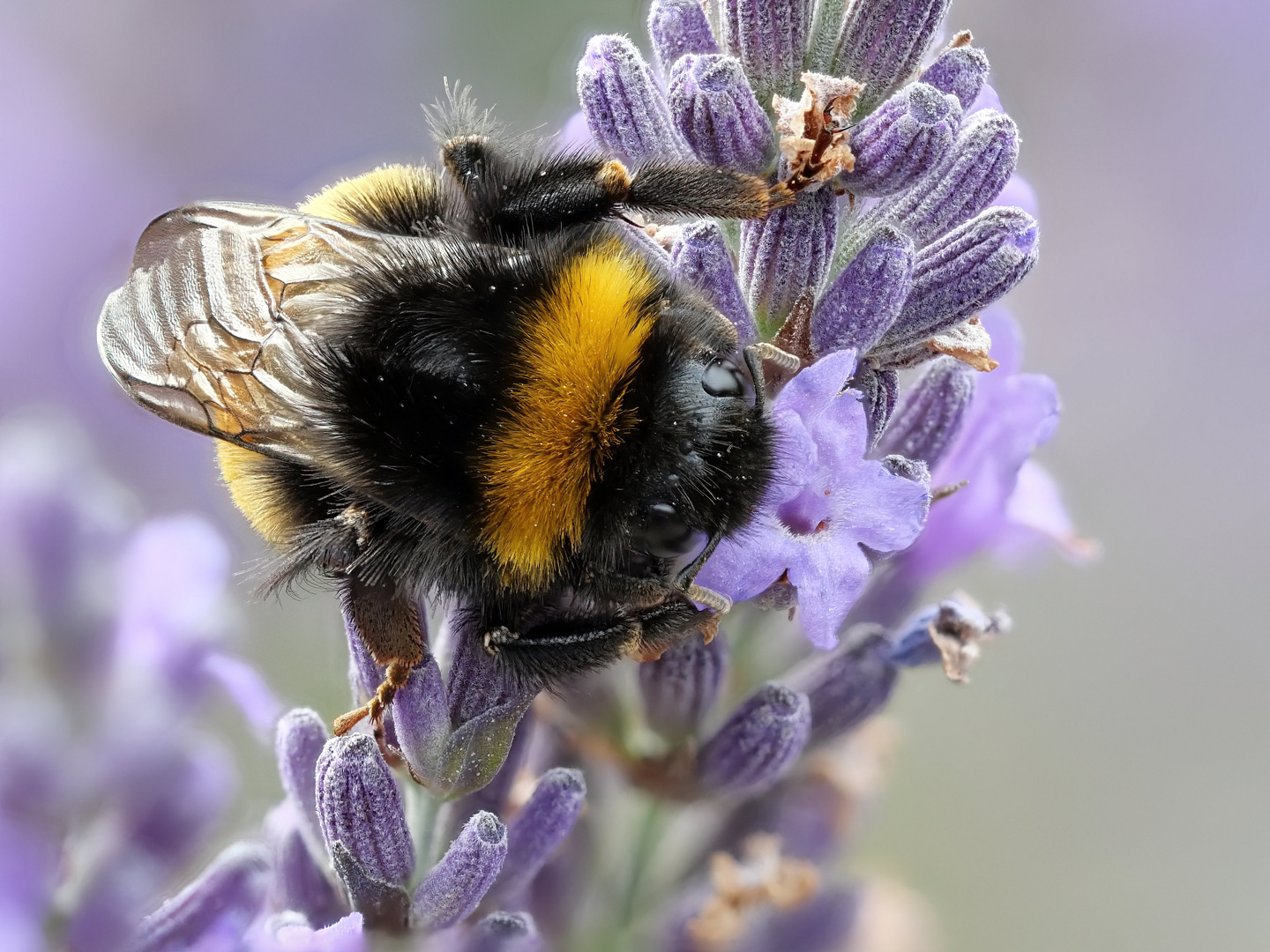 Schlafende Hummel / Sleeping Bumblebee