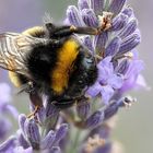 Schlafende Hummel / Sleeping Bumblebee