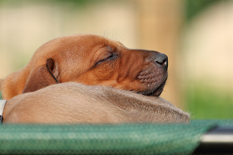 schlafende hunde schlafende hunde