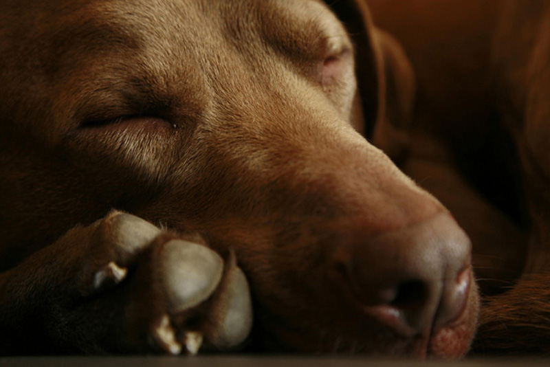 schlafende Hunde soll man nicht wecken von Mona aus Dörfli