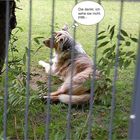 schlafende Hunde soll man nicht wecken -