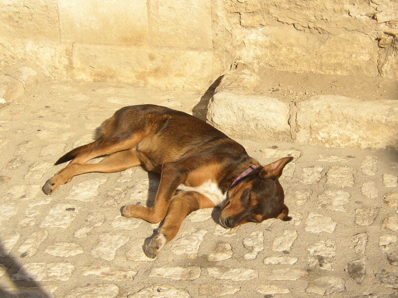 Schlafende Hunde soll man nicht wecken...