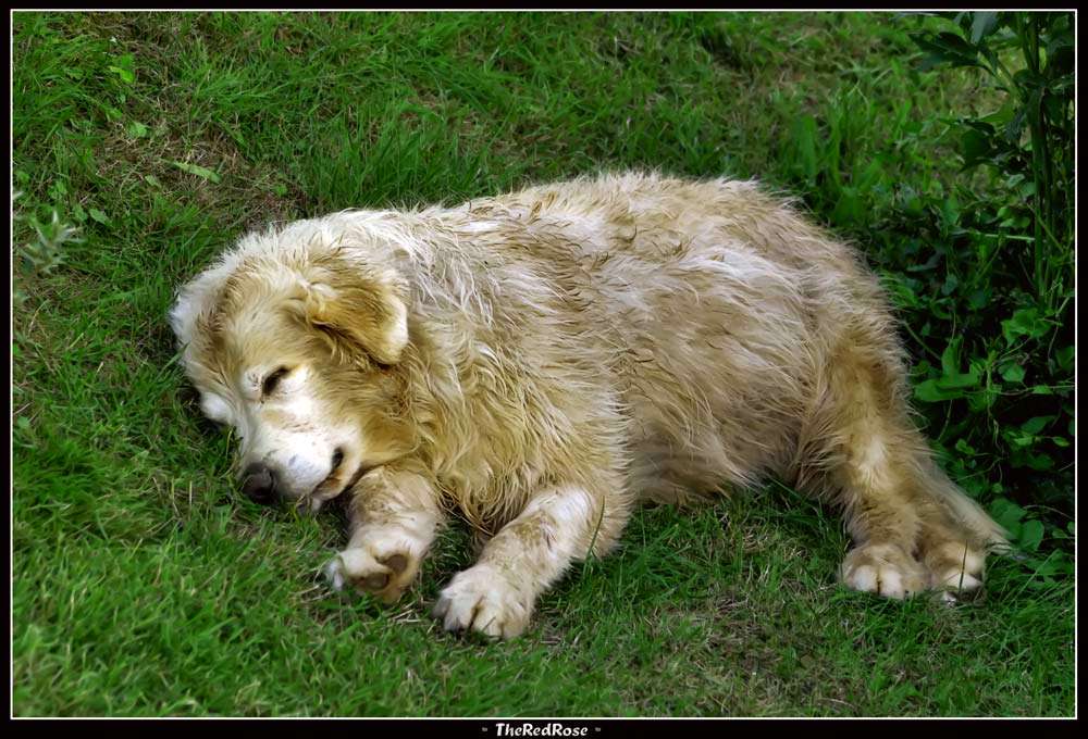 Schlafende Hunde soll man nicht wecken...