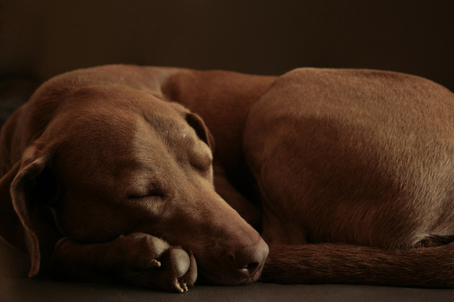 schlafende Hunde soll man nicht wecken