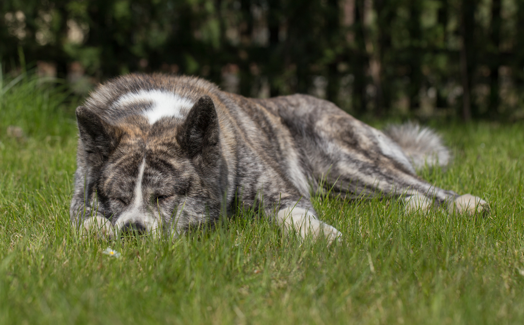 Schlafende Hunde soll man nicht wecken