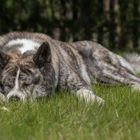 Schlafende Hunde soll man nicht wecken