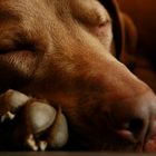 schlafende Hunde soll man nicht wecken - Teil 2