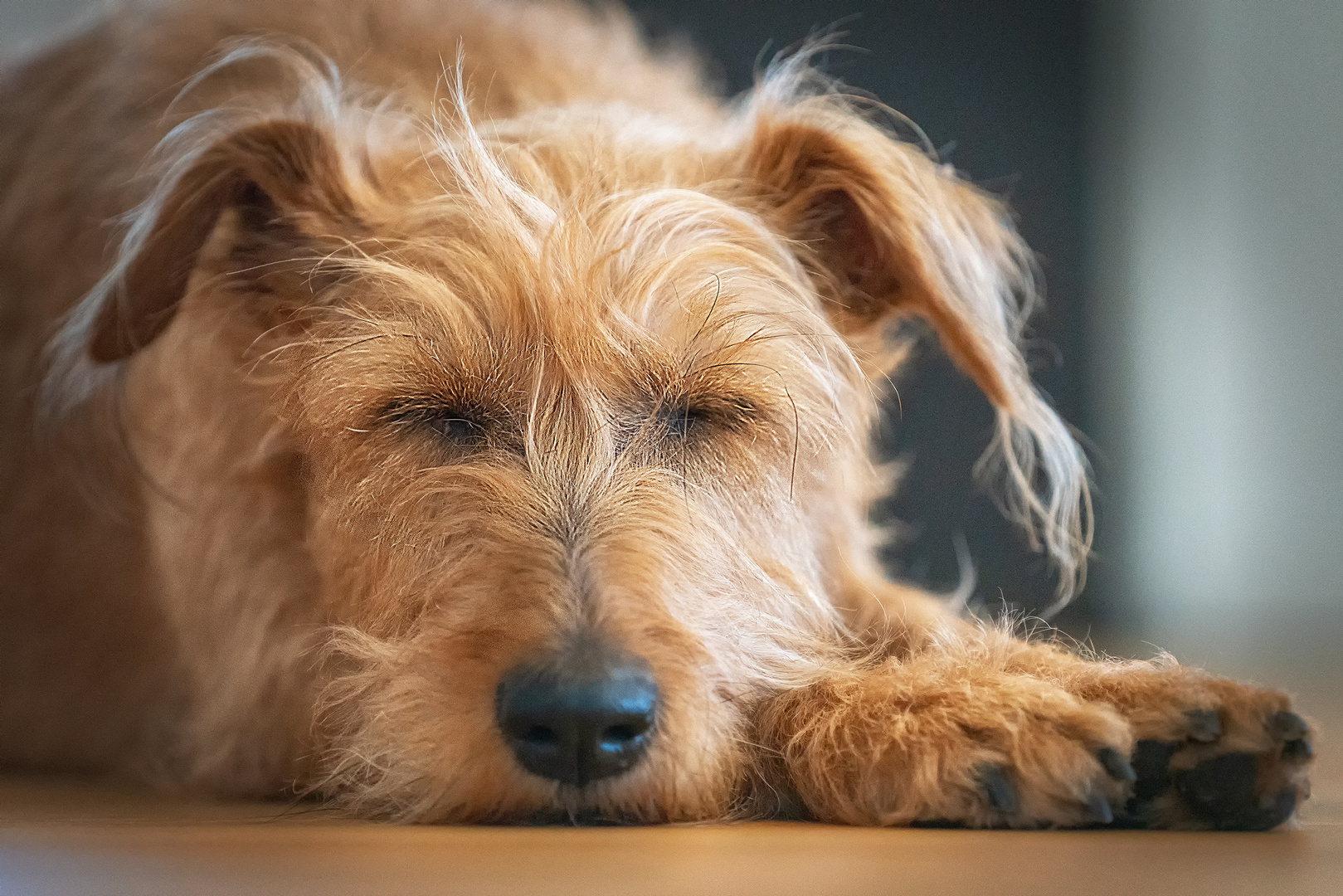 Schlafende Hunde sollte man nicht wecken...