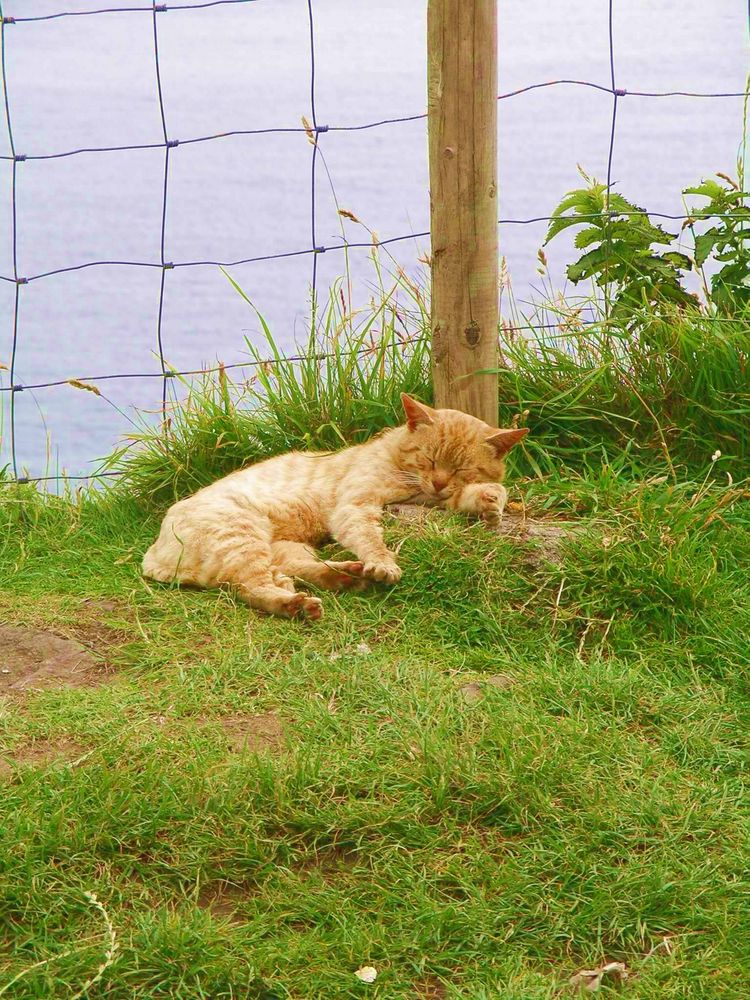 Schlafende irische Katze... von ClaudiaHofer 