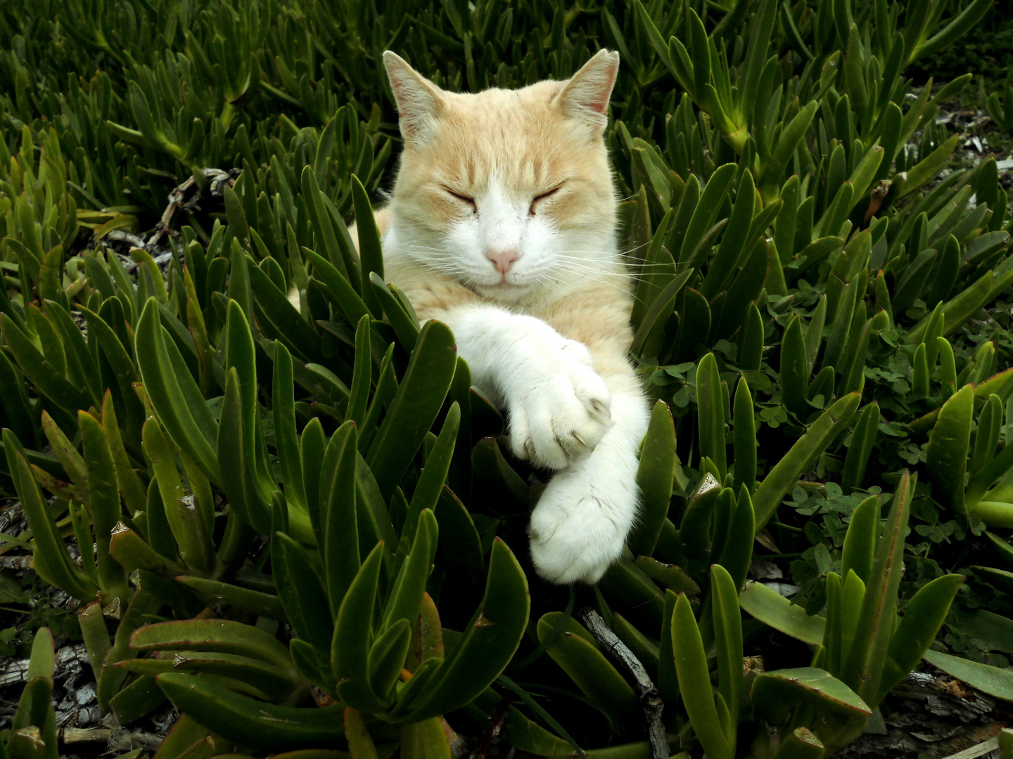 schlafende Katze Foto & Bild | grün, weiß, natur Bilder auf fotocommunity