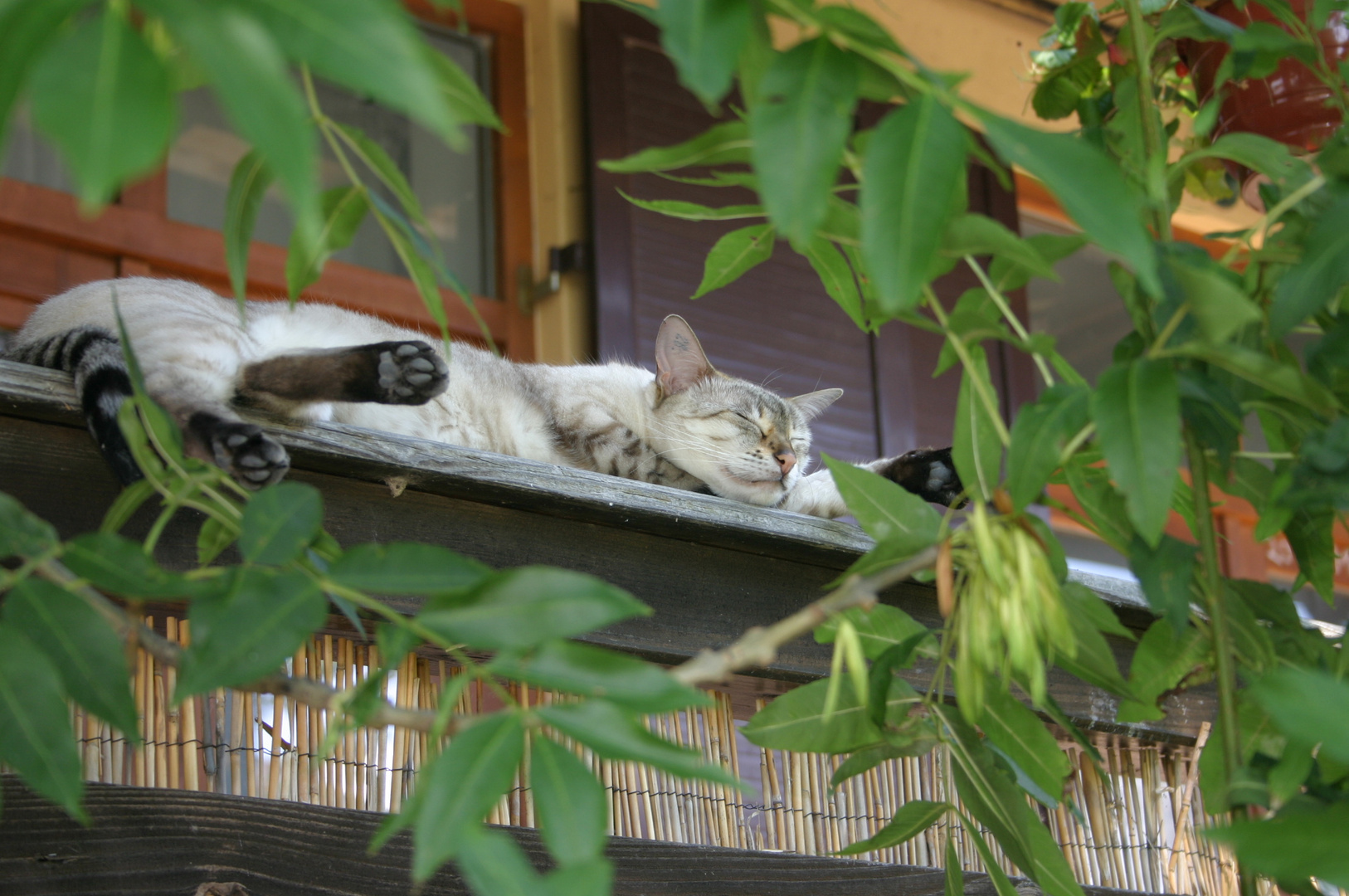 schlafende Katze