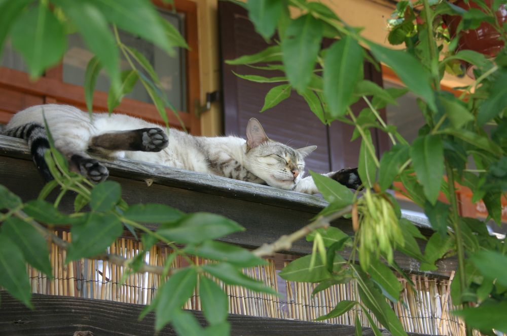 schlafende Katze von Martin Wächtler-mw 