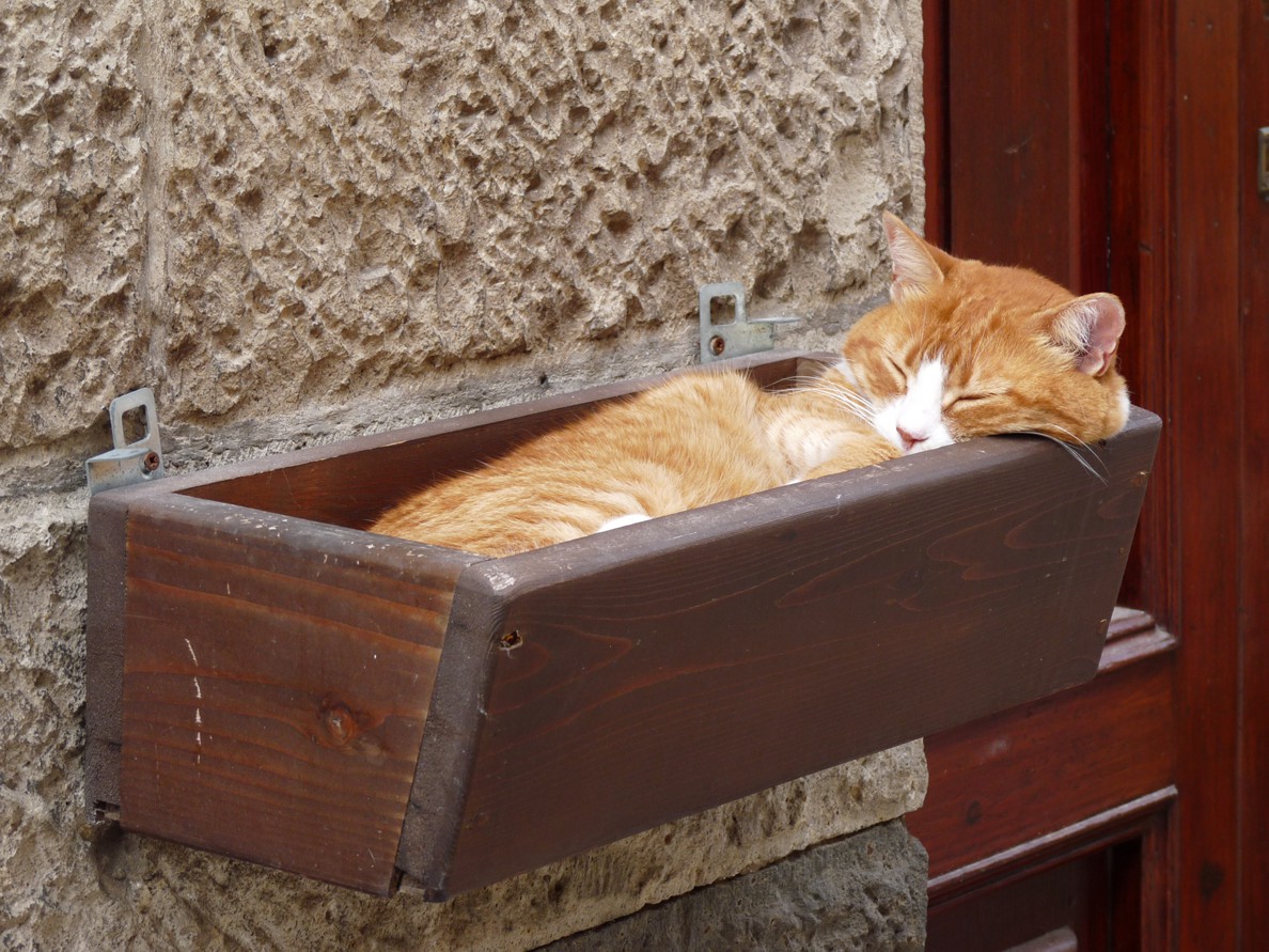 Schlafende Katze Foto & Bild | tiere, haustiere, katzen Bilder auf