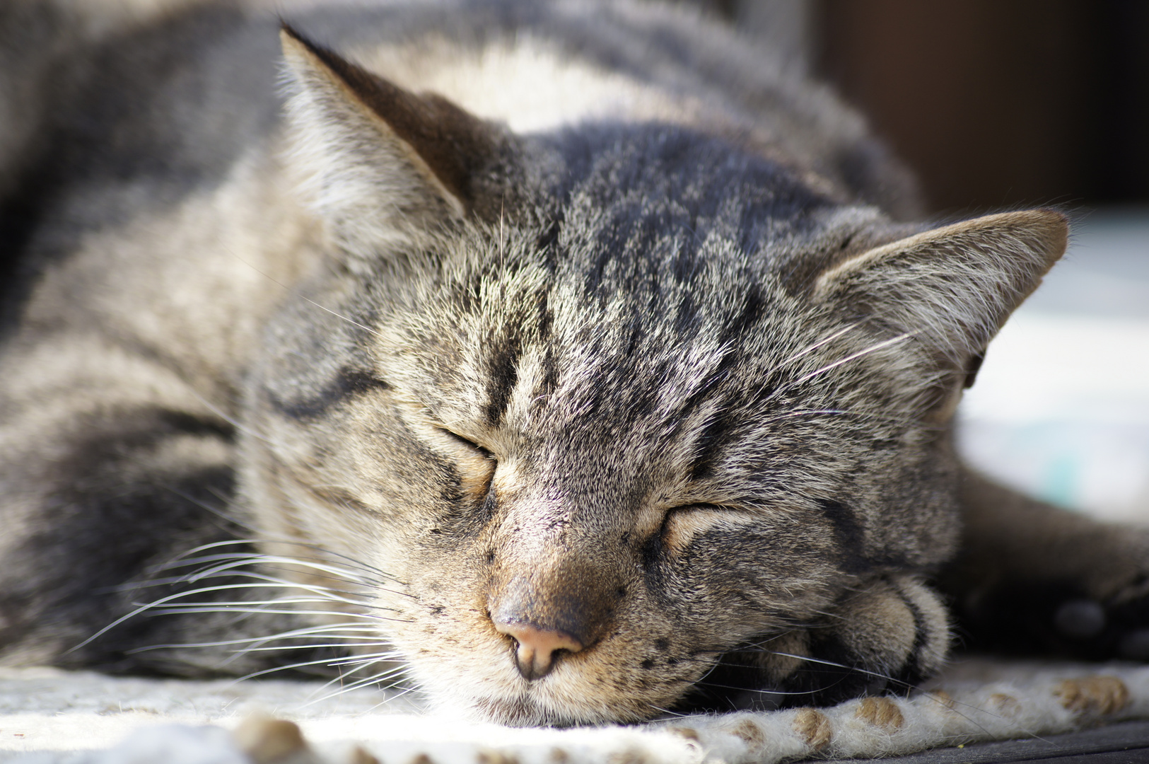 Schlafende Katze Foto & Bild | tiere, haustiere, katzen Bilder auf
