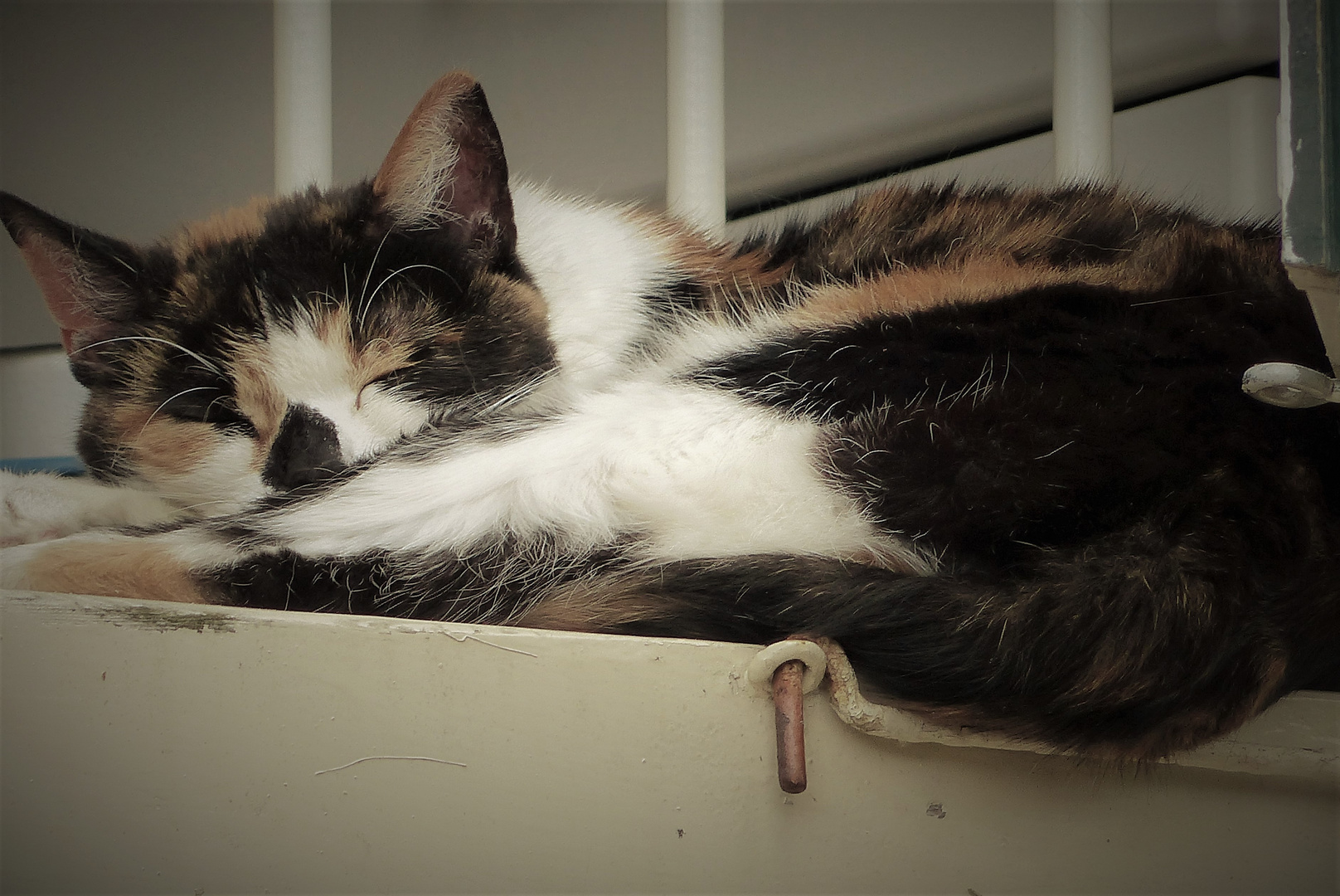 Schlafende Katze auf Fensterbank