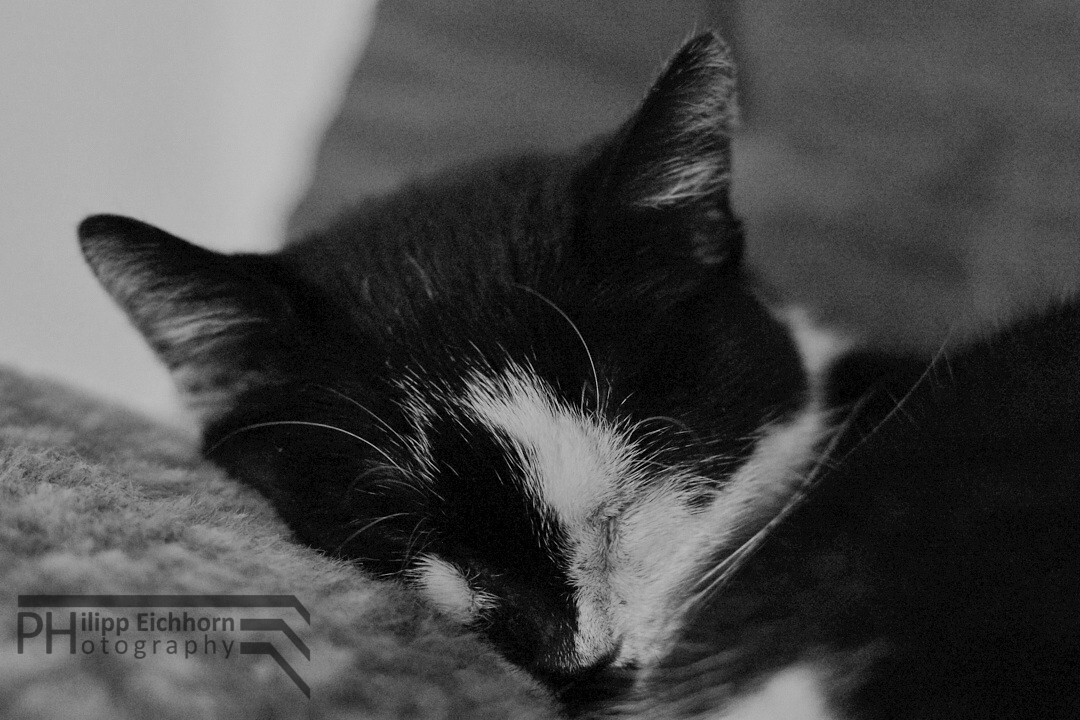 Schlafende Katze Foto & Bild | white, weiß, natur Bilder auf fotocommunity