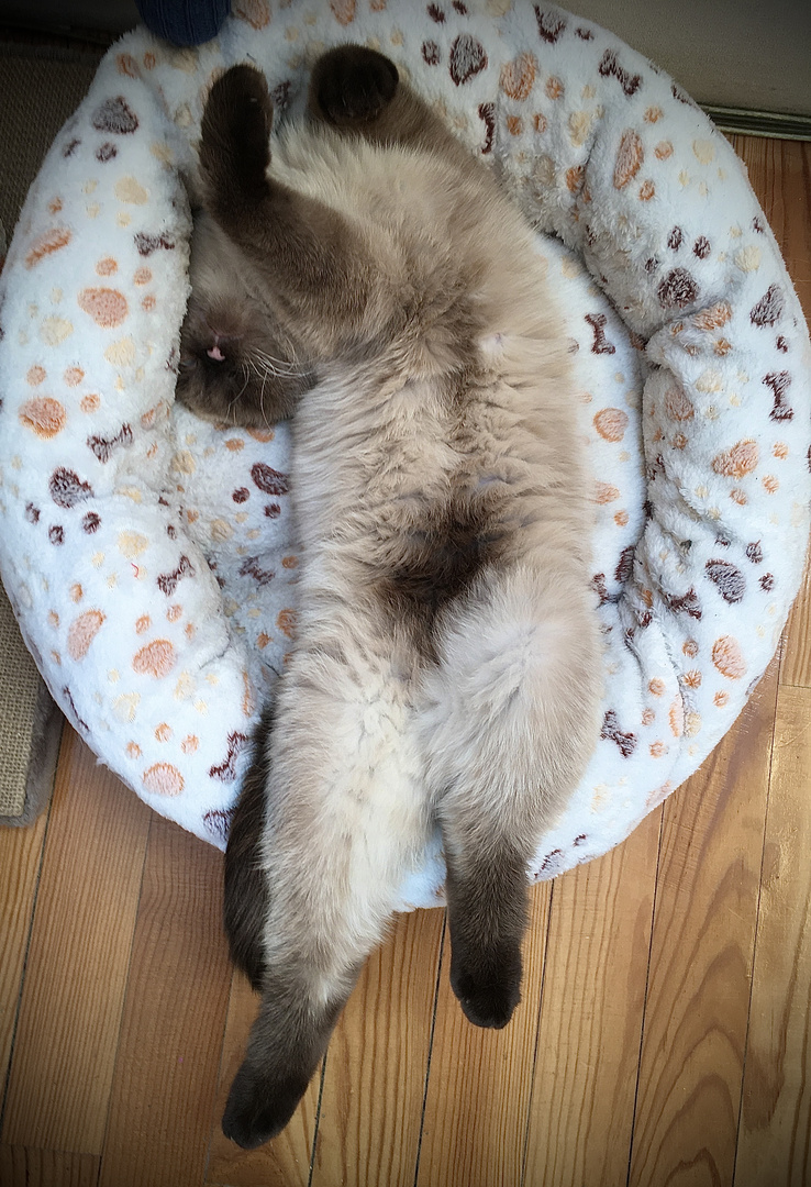 Schlafende Katze Foto & Bild | tiere, haustiere, katzen Bilder auf