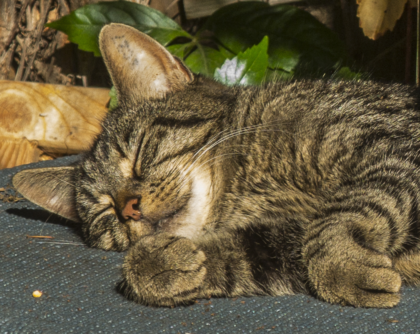 schlafende Katze