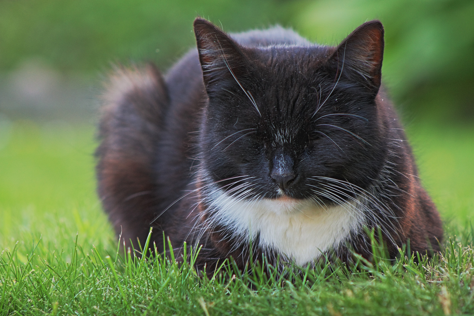 Schlafende Katze