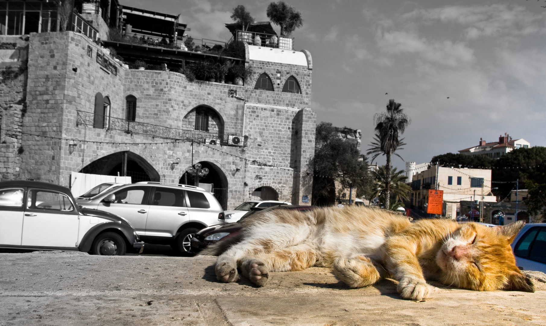 schlafende katze im schlaflosen tel aviv