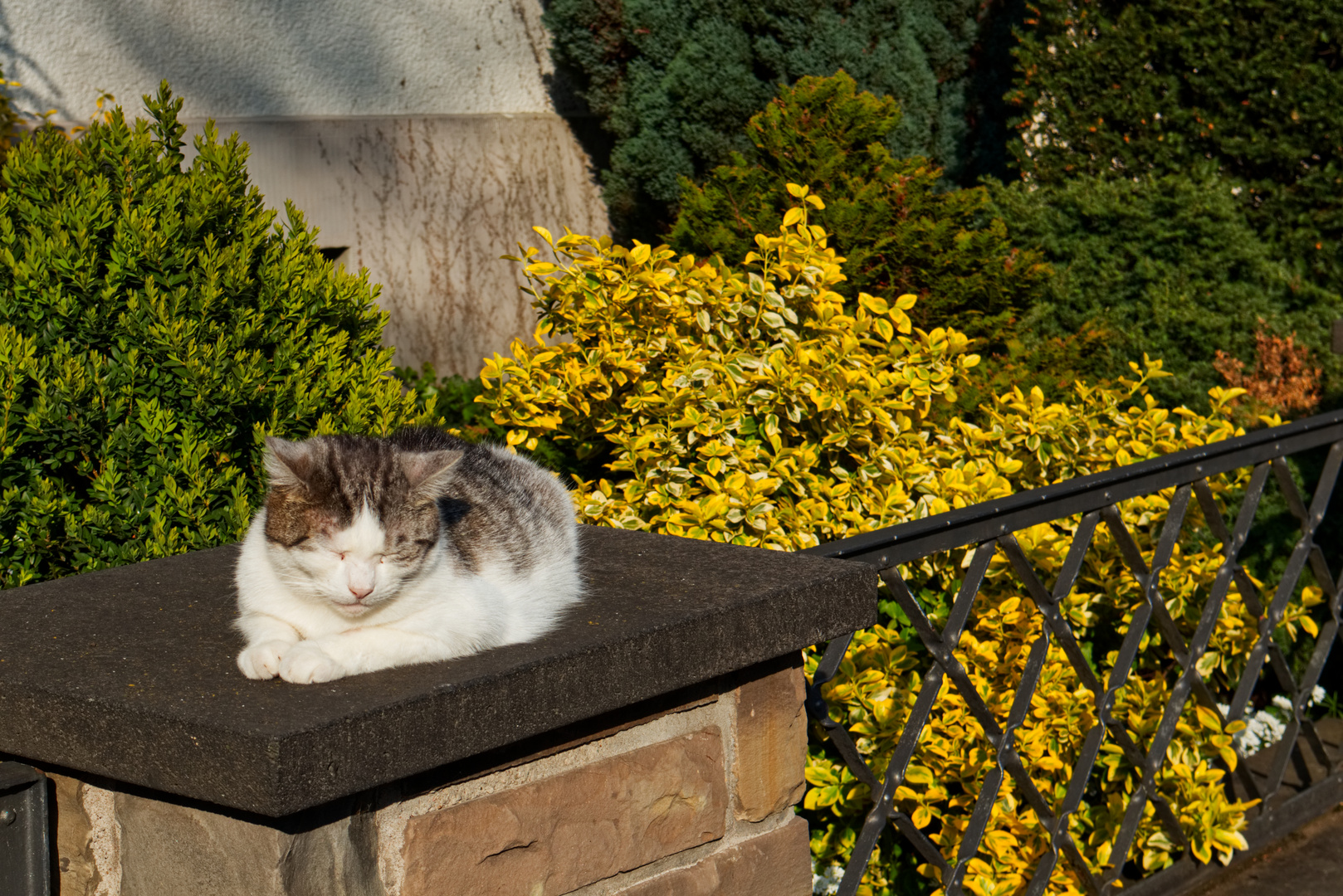 Schlafende Katze in der Sonne