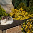 Schlafende Katze in der Sonne