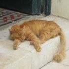 Schlafende Katze in Mdina Malta