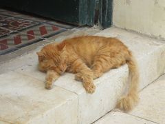 Schlafende Katze in Mdina Malta