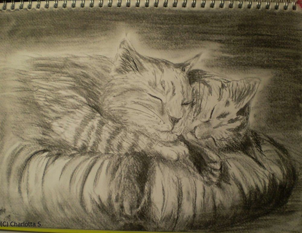 Bild Schlafende Katze: A Comprehensive Guide to the Value and Urgency of Drawing