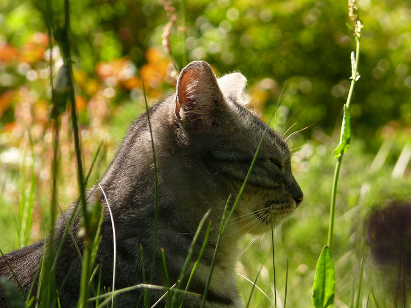 schlafende Katzen soll man nicht wecken