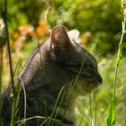 schlafende Katzen soll man nicht wecken