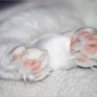 ~~ Schlafende Katzenpfoten ~~