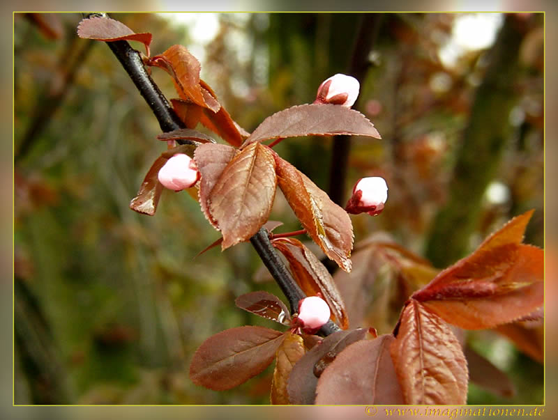 Schlafende Kirschblüte