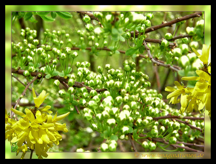 Schlafende Knospen am 1. Mai 2006