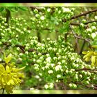 Schlafende Knospen am 1. Mai 2006