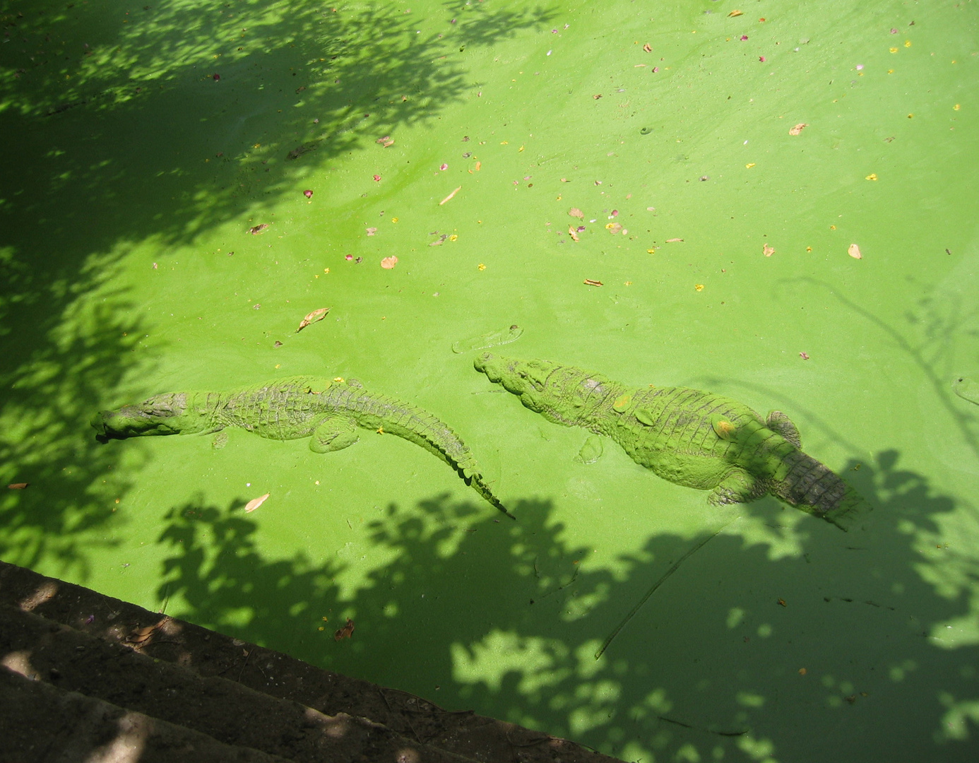 Schlafende Krokodile in einem Teich in Gambia