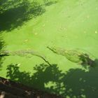 Schlafende Krokodile in einem Teich in Gambia