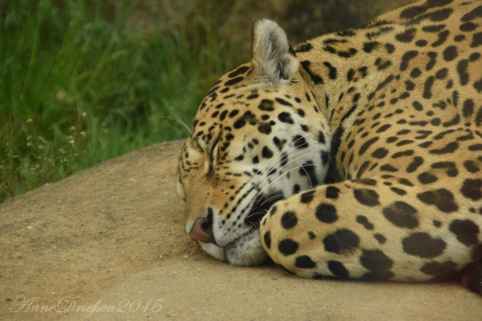Schlafende Leopardin