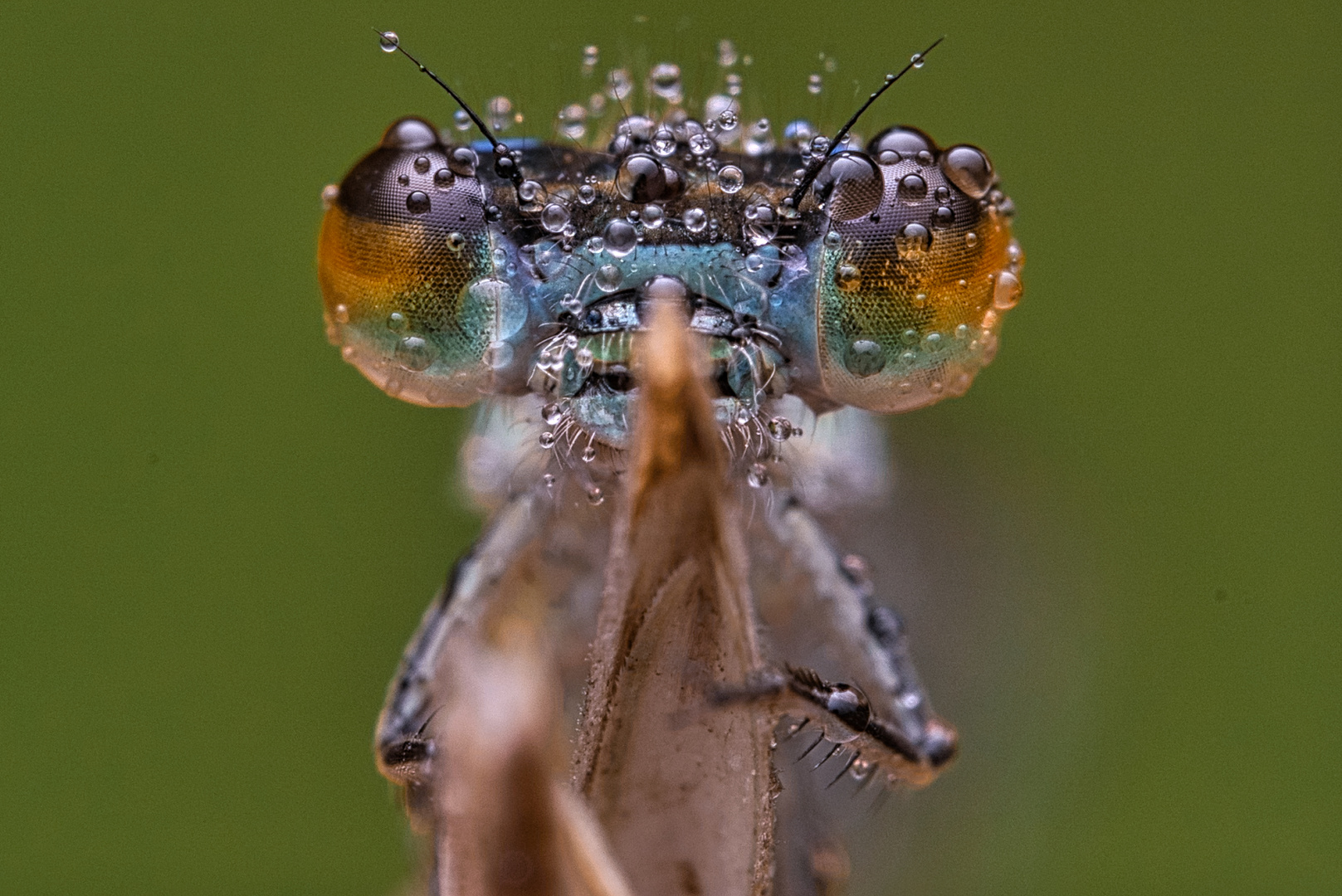 Schlafende Libelle