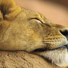 schlafende Löwen soll man nicht wecken