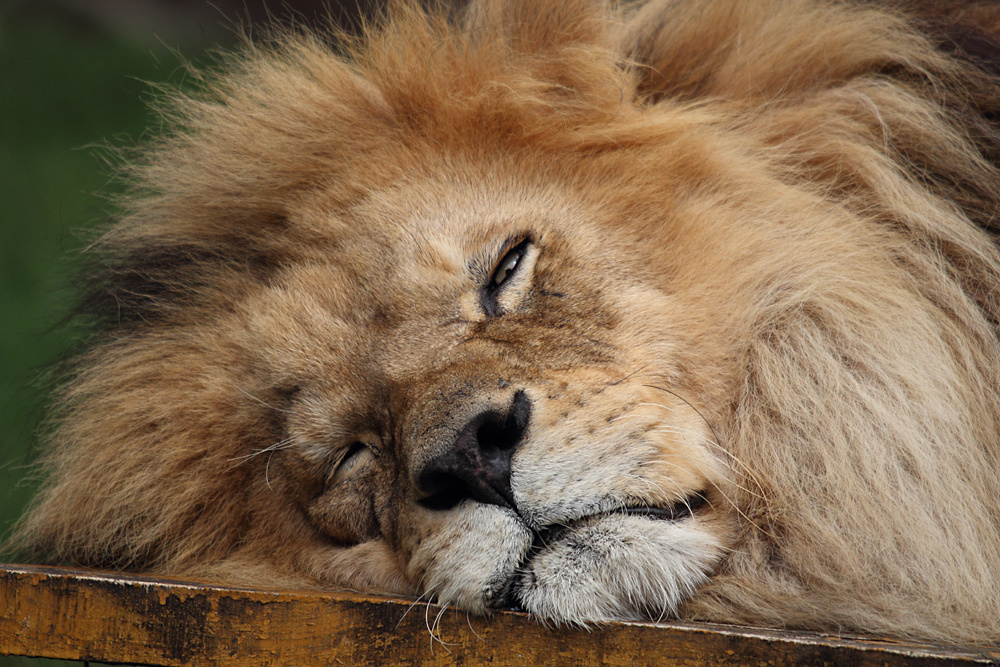 Schlafende Löwen soll man nicht wecken