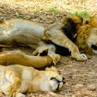 Schlafende Löwen soll man nicht wecken ;)
