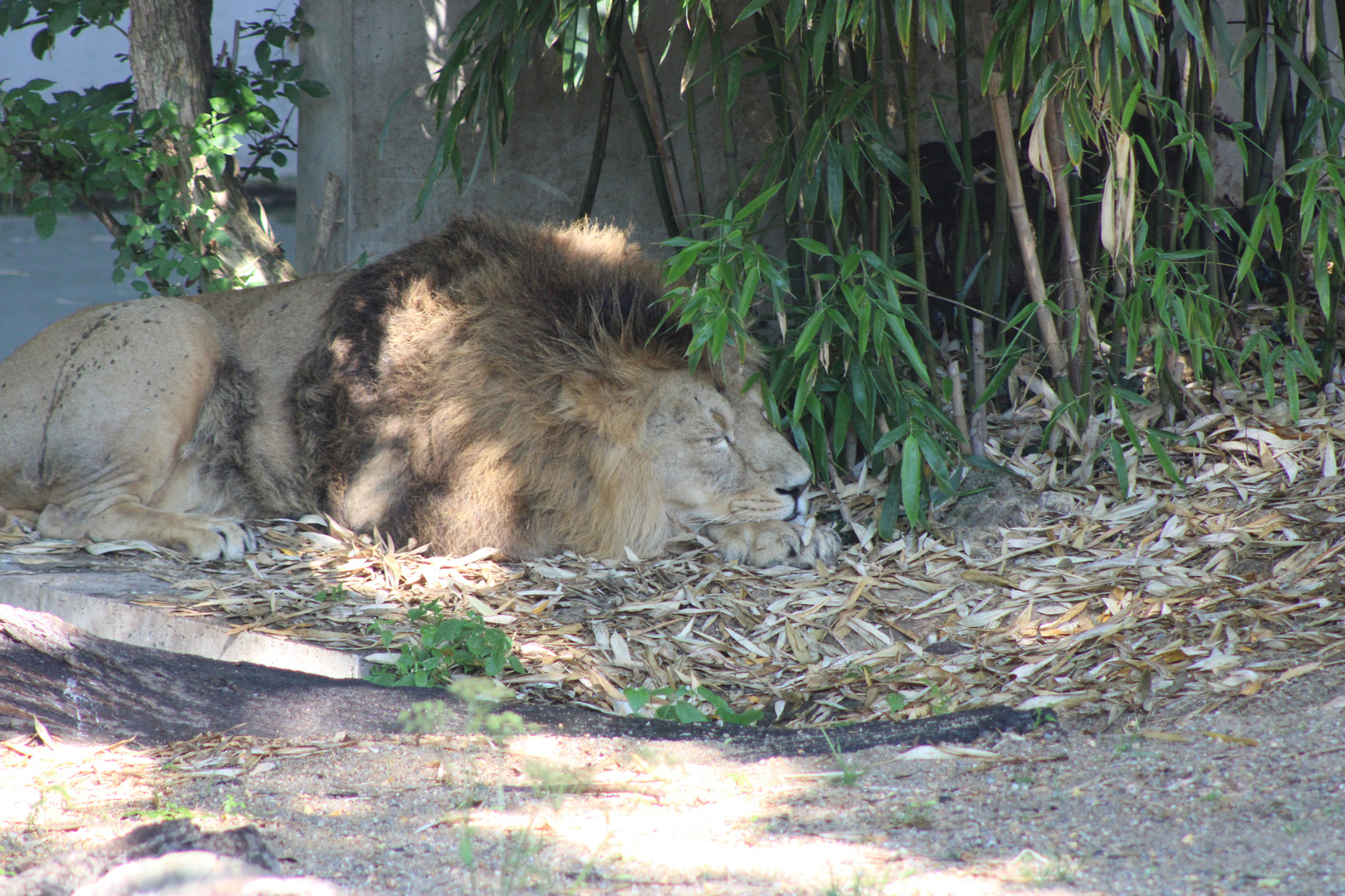 Schlafende Löwen sollte man nicht wecken.