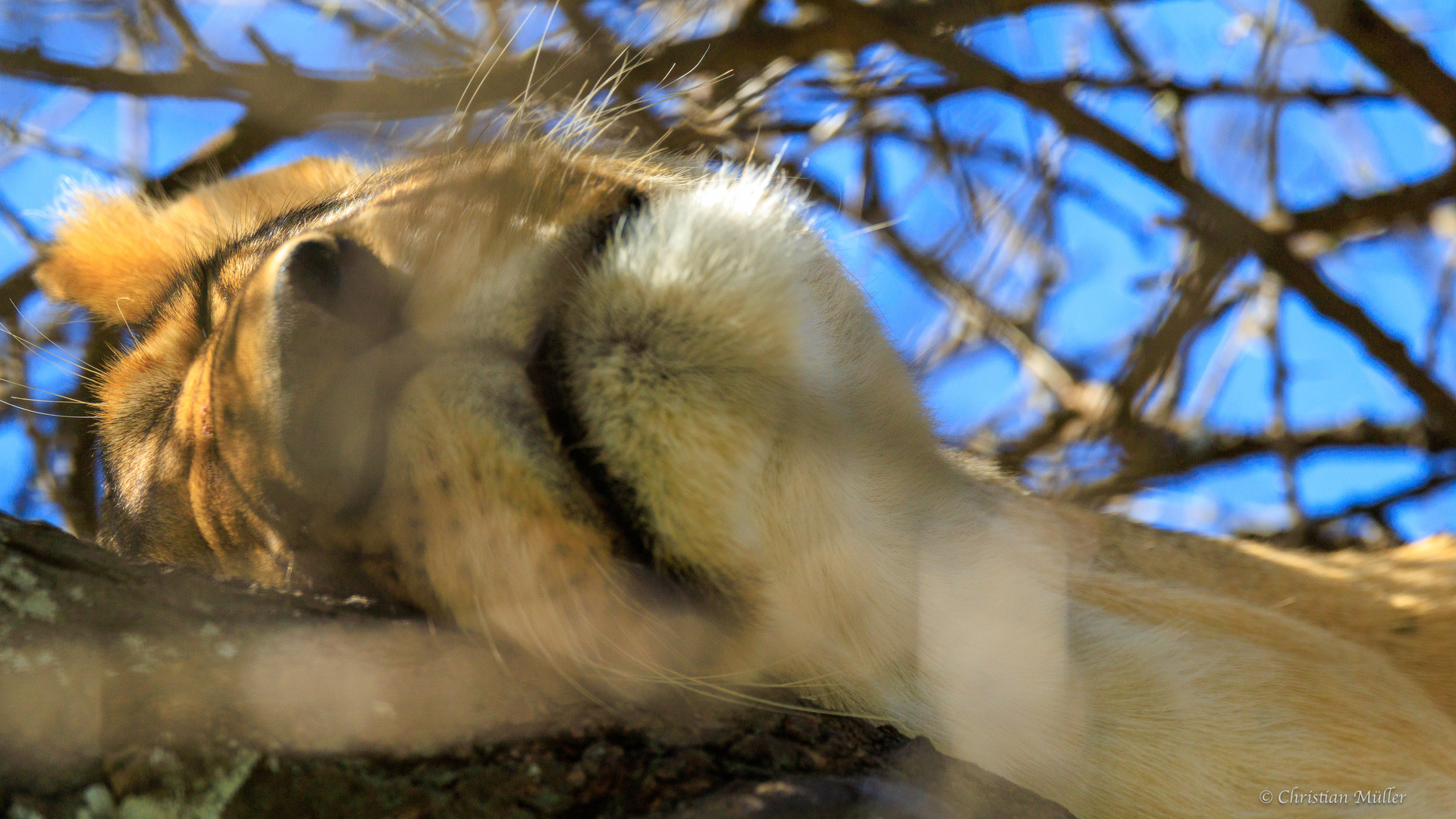 Schlafende Löwin in Baumkrone