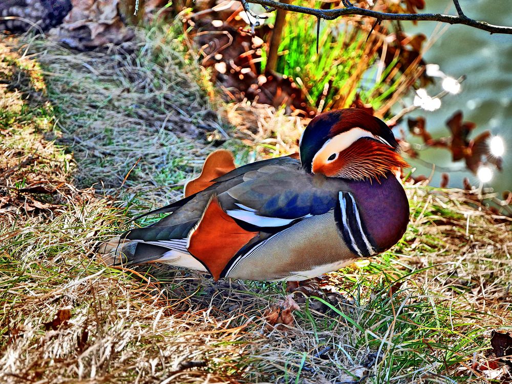 Schlafende Mandarinente