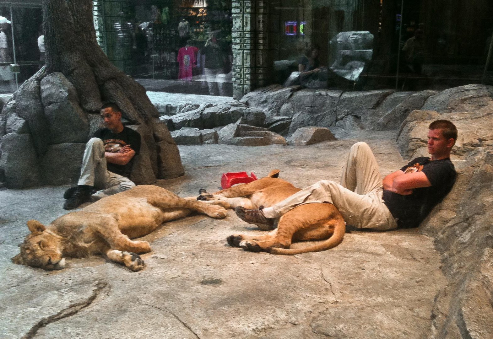 Schlafende Maskottchen im "MGM Grand", Las Vegas