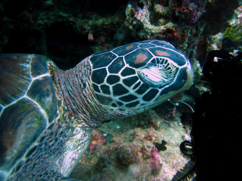 Schlafende Meeresschildkröte